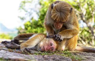 Socializing Of Monkeys