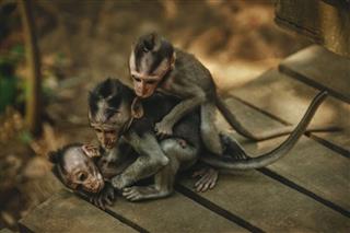 Family Of Monkeys