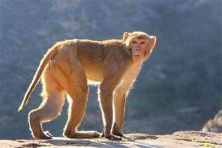 Monkeys In Jaipur Rajasthan