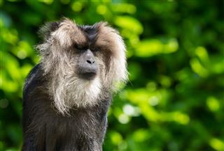 Lion Tailed Macaque Portrait