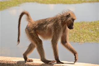 Chacma Baboon Crossing The River