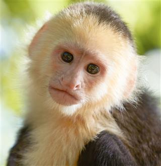 Portrait Of White Headed Capuchin Monkey