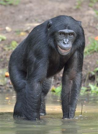 Bonobo Standing In Water