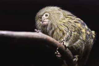 Pygmy Marmoset Monkey Search Food