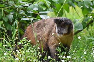 Brown Tufted Capuchin Monkey