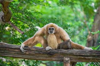 Gibbon Sits On Timber