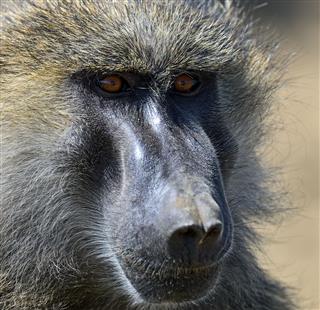 Portrait Of An Adult Baboon