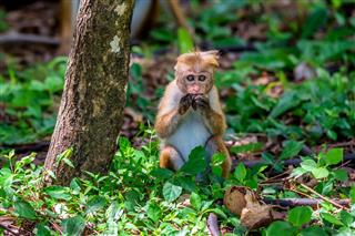 Sri Lankan Toque Macaque