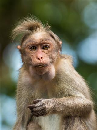Macaque Monkey Eating Jackfruit