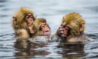 Group Of Japanese Macaques Sitting