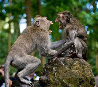 Two Macaques Play