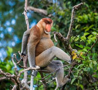 Proboscis Monkey Is Sitting