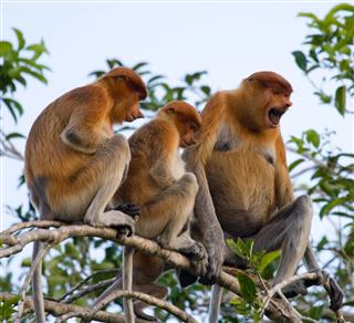 Family Of Proboscis Monkeys Sitting