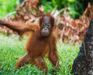 A Baby Orangutan In The Wild