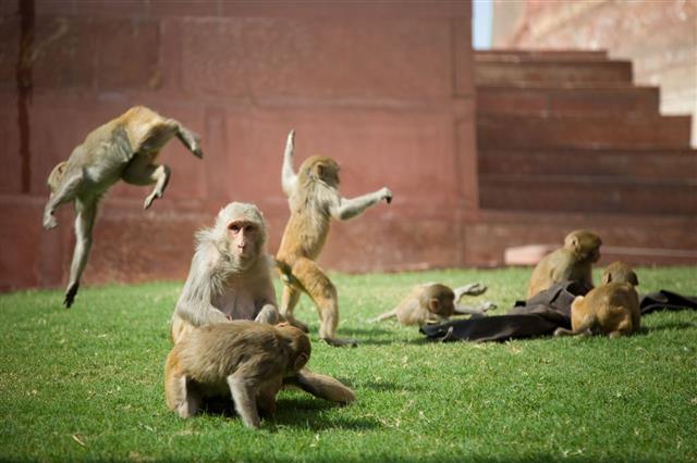Group Of Monkey Sacred Indian