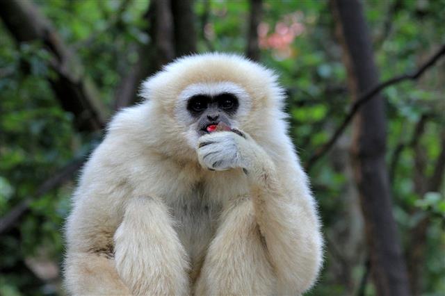Lar Gibbon Sitting And Eating