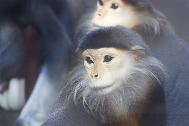 Monkeys In A Zoo