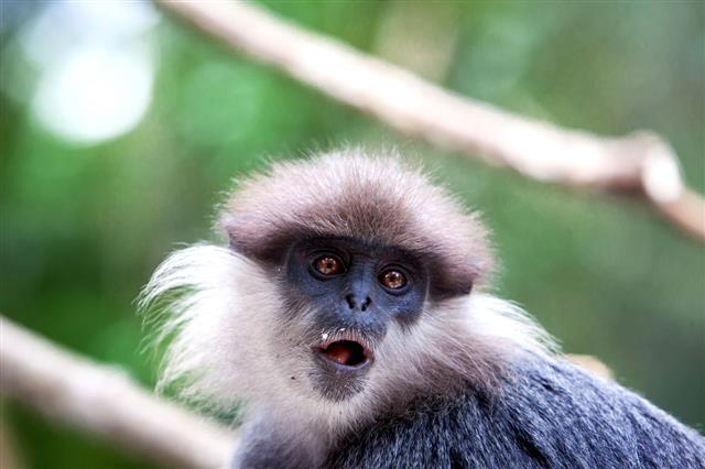Purple Faced Langur Monkey