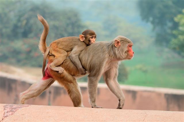Rhesus Macaque Monkeys