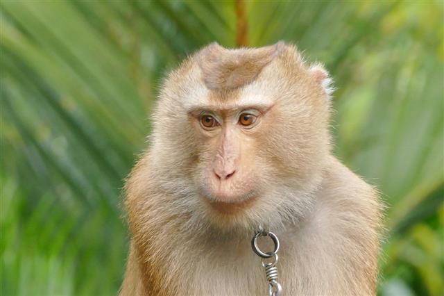 Thai Macaque Monkey