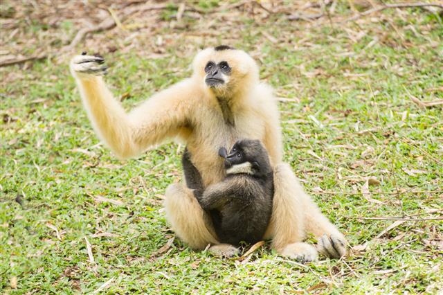 Baby Gibbon Suckling From Mother