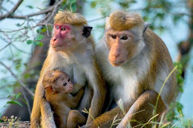Sri Lankan Monkeys At Yala National Park