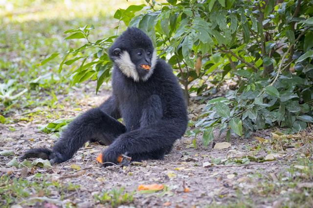 Black Gibbon Eating Food