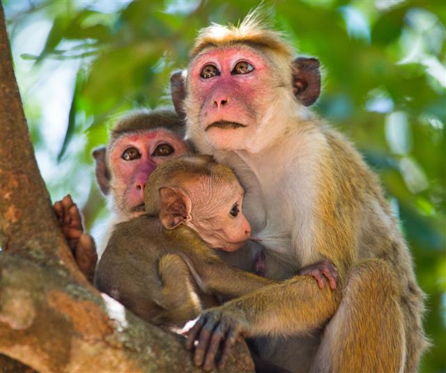 Family Of Monkeys Sitting In A Tree
