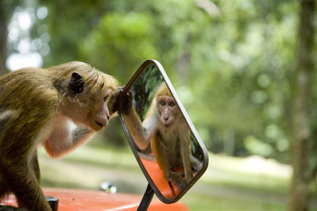 Cheeky Monkey Looking At Its Reflection