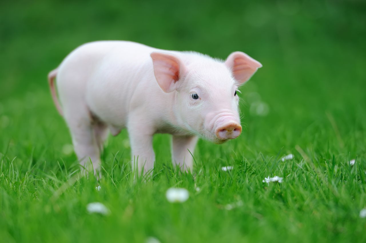 What Do Pigs Eat? Diet Patterns of These Omnivores1280 x 851