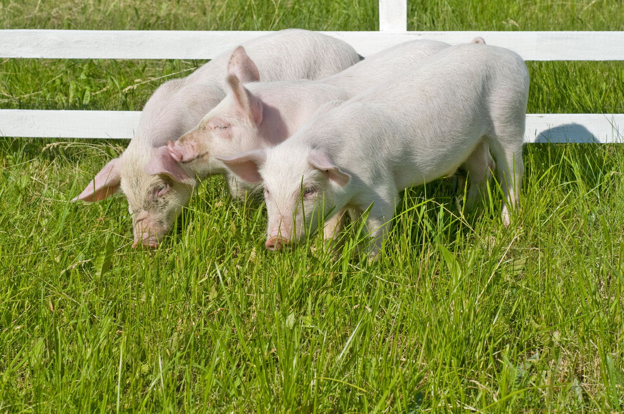 Pigs and Sayings About Them - Quotabulary