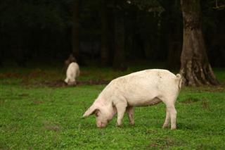 Pig On Farm