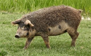 Old Breed Of Domestic Pig