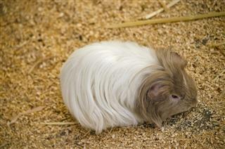 Long Haired Guinea Pig