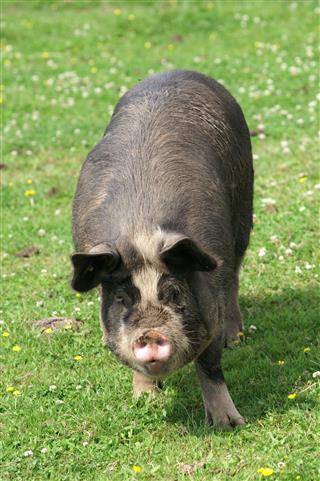 Cute Pig On Grass