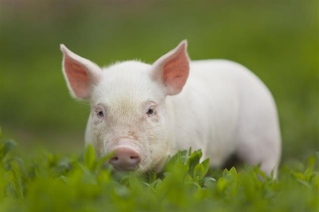 Baby Pig Walking In Grass