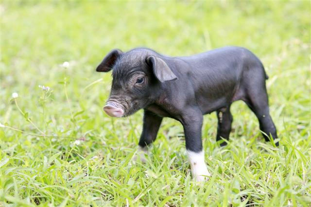 Young Pig On Grass