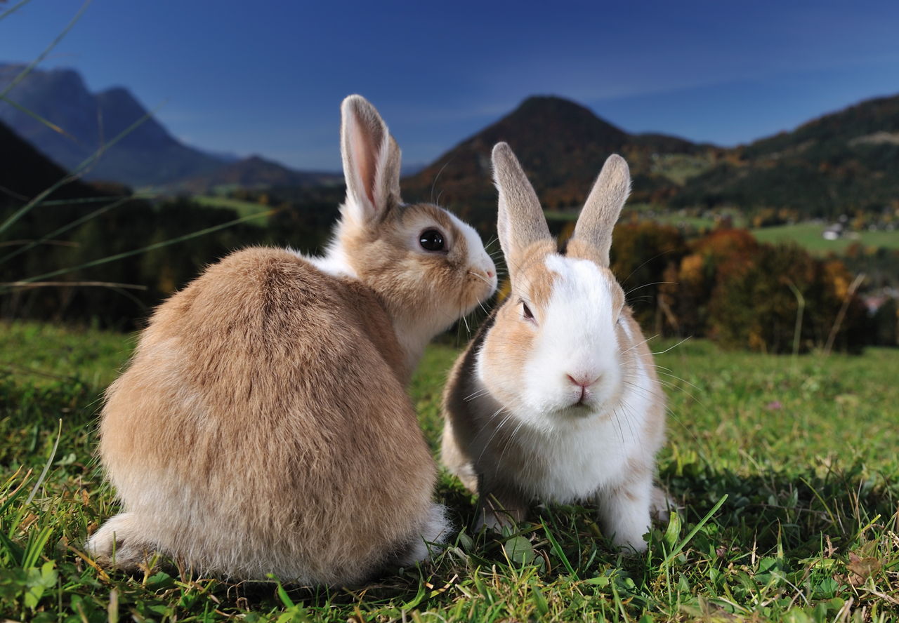 Life Spans of Different Rabbit Breeds You Must Know - Pet ...