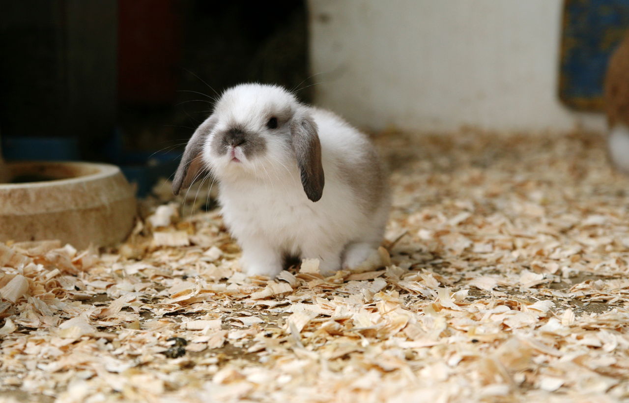 miniature dwarf rabbit