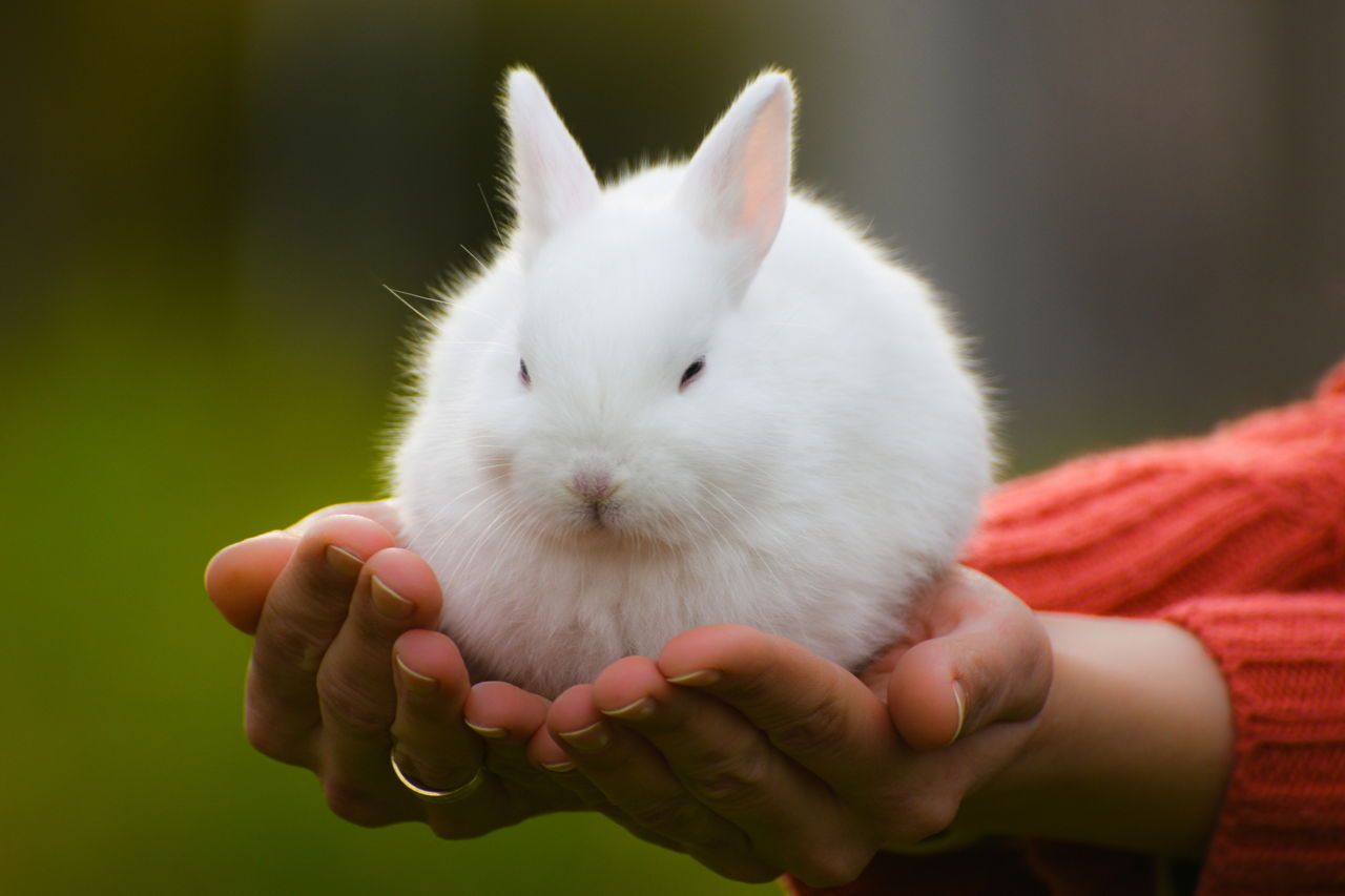 1280 508944650 cute white bunny
