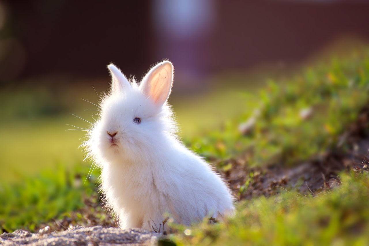 Are dwarf bunnies high maintenance