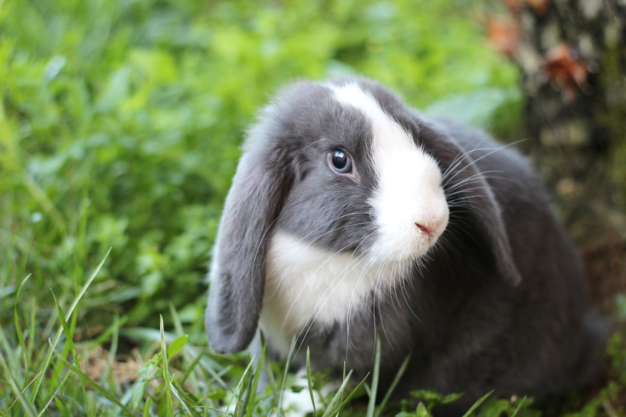 Life Spans Of Different Rabbit Breeds You Must Know Pet Ponder