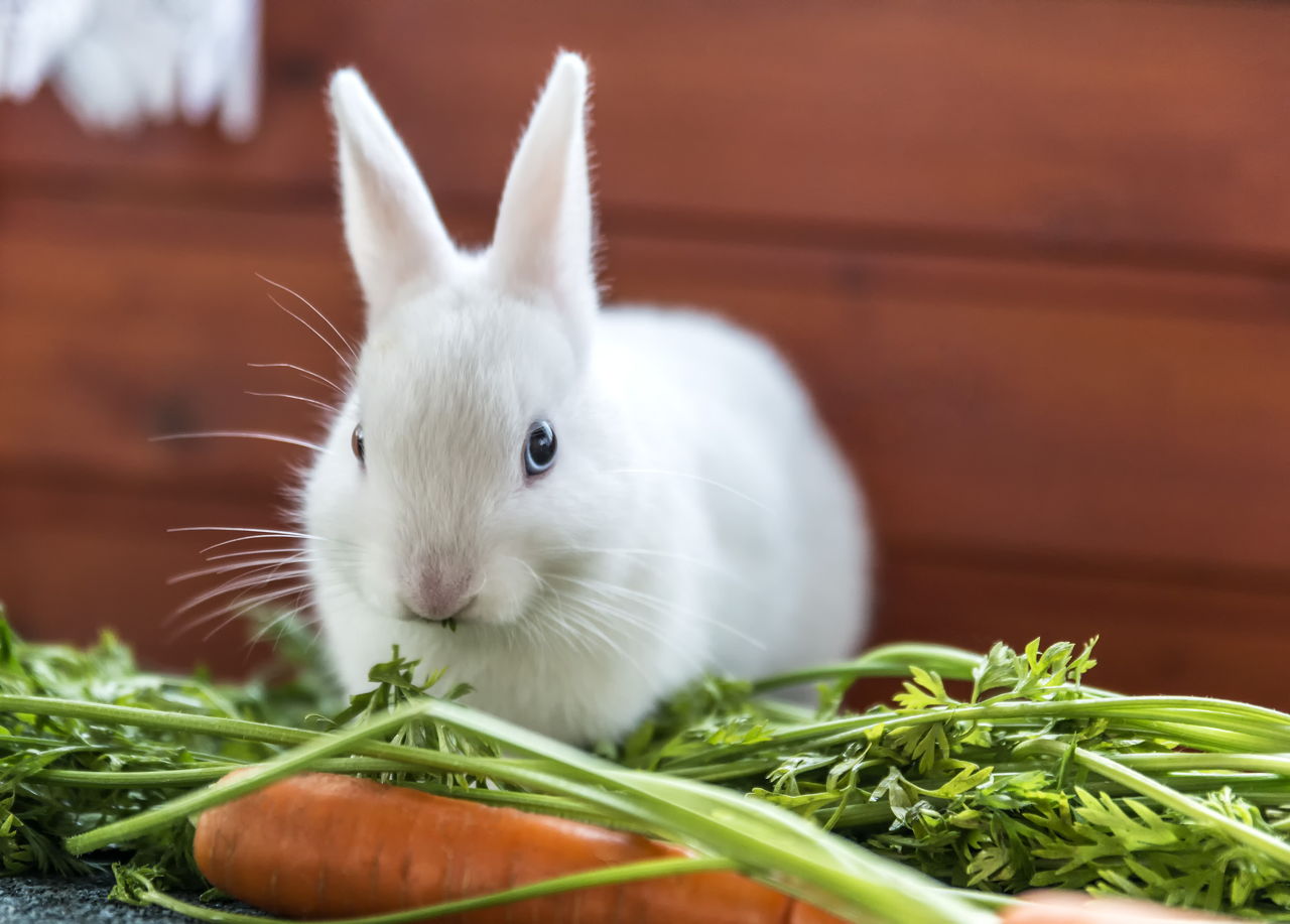 Life Spans Of Different Rabbit Breeds You Must Know