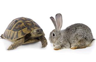 Cute Bunny And Turtle