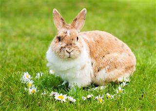 Rabbit On Grass