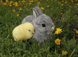 Bunny With Chick