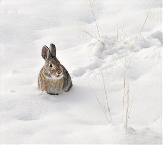 Wild Rabbit Sitting In Snow