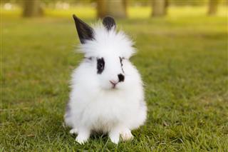 Fluffy Baby Rabbit On Grass