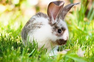 Rabbit Sitting In Grass