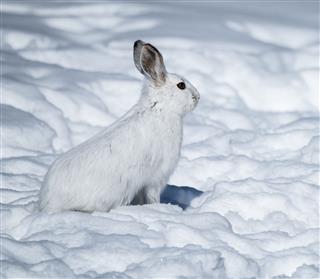 White Snowshoe Hare